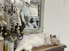 -共舞时光猫咖·狗咖(新街口店)