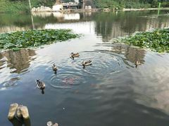 -前关湿地公园