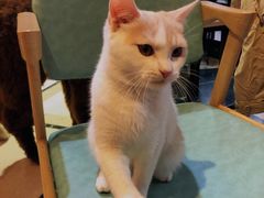 -猫色咖啡·猫咖
