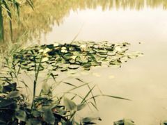 溱湖国家湿地公园-溱湖国家湿地公园