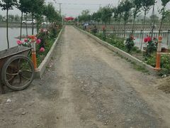 -同銮特种养殖场·龙虾垂钓