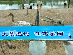 -盐城丹顶鹤湿地生态旅游区