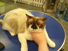 -PETKIT小佩宠物(古北店)