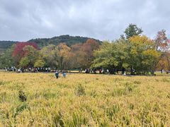 -塔川景区