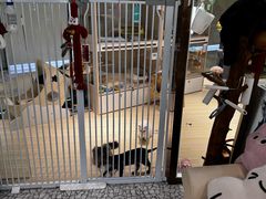 -momokira米努特·德文卷毛猫·棉花面纱犬