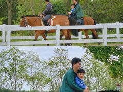 -杭州湾海上花田景区