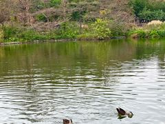-海珠湖公园