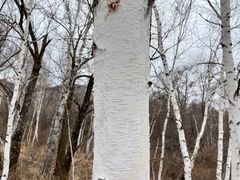 -洮儿河国家湿地公园