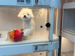 -翊宠yipet猫狗购宠庄园犬舍•猫舍