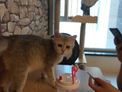 -猫咪咖啡店(新城大街店)