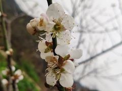 -广州市流溪河国家森林公园