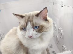 -博特宠物医院24h犬猫全科.骨科·异宠