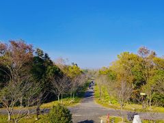 -上海海湾国家森林公园