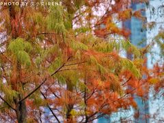 -荔枝公园(福田区)