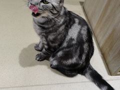 -藏猫猫咖啡主题馆(中央大道店)