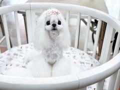 -鑫艺宠物美容培训学校