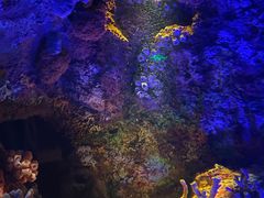 -上海海洋水族馆