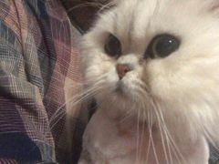 -喵屿·大理花园猫咖