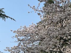 -武汉大学-樱园