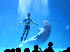-芜湖新华联大白鲸海洋公园