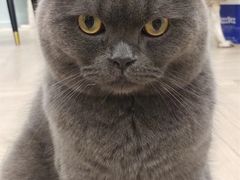 -安格丽娜·狗咖·猫咖羊驼咖(春熙路百盛商场店)
