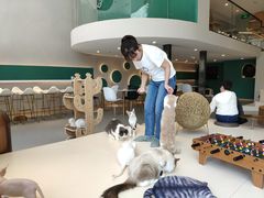 -飞行喵MR PILOT|猫舍·猫咖(静安大融城店)