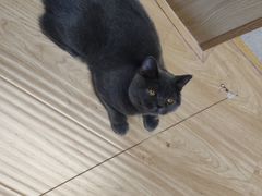 可乐-猫和宫(六道口店)