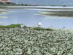 -腾冲北海湿地