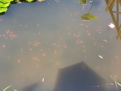 -丰台科技园生态主题公园