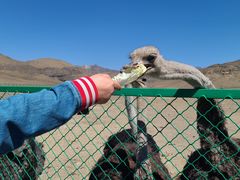 -新疆天山野生动物园