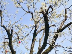 -桑洲油菜花景区