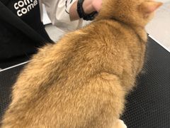 -comecome来吧宠物(奥克斯中心店)