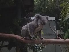 -费瑟代尔野生动物园