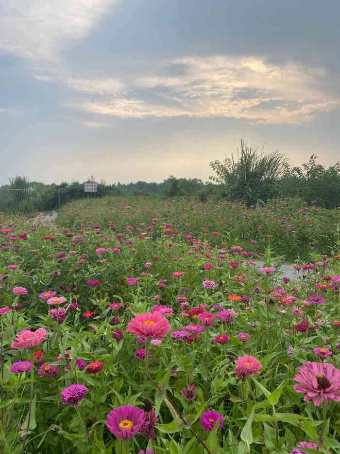 汪家湾花海-"07成都周边自驾一日游-汪家花海0717.