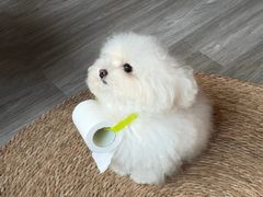 -爱侣宠医·鹦鹉专科·小型哺乳类·异宠专科(灵石路店)