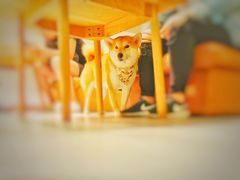 -柴务处·柴犬主题狗咖