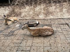-北京鹿世界主题园