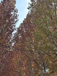 -禧园Joyous Garden ·宴会厅(禧园店)