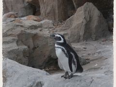-上海野生动物园