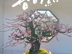 -香雪海