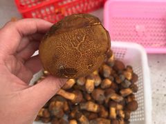 -山大王菌莊