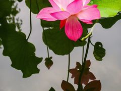 -湘湖境庐·鱼头皇