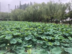 -清晏园