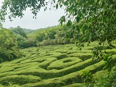 -大屏嶂森林公园