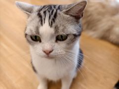 -有喵·猫咖·狗咖·40+猫狗有小奶狗(岗厦店)