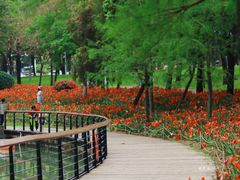 -深圳国际园林花卉博览园