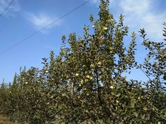 黄香蕉-意大利农场度假村