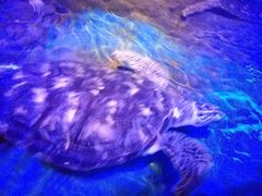 -大连圣亚海洋世界