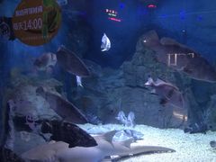 -烟台海昌鲸鲨海洋公园