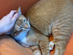 -豆逗聊愈猫阁Easy Life